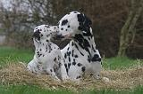 DALMATIEN 518